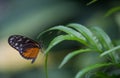 black and white orange butterfly in black and white close-up on a white flower and light background Royalty Free Stock Photo