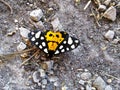 Black, white, orange butterfly on the gray ground. Royalty Free Stock Photo