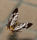 Black and white and orange butterfly Royalty Free Stock Photo