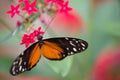 black and white orange butterfly posed on a pink flower Royalty Free Stock Photo