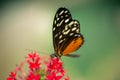 black and white orange butterfly resting on a flower Royalty Free Stock Photo