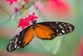 black and white orange butterfly resting on a pink flower on green background Royalty Free Stock Photo