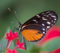 black and white orange butterfly resting on a pink flower on green and red backgrounds Royalty Free Stock Photo