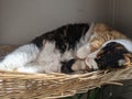 A Black, White and Orange Calico Cat sleeping in a basket Royalty Free Stock Photo