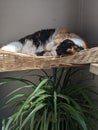 A Black, White and Orange Calico Cat sleeping in a basket Royalty Free Stock Photo