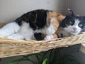 A Black, White and Orange Calico Cat sleeping in a basket Royalty Free Stock Photo