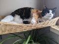 A Black, White and Orange Calico Cat sleeping in a basket Royalty Free Stock Photo
