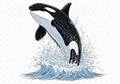 Orca killer whale leaping from ocean water splash Royalty Free Stock Photo