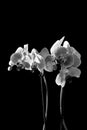 BLACK & WHITE DARK ORCHID FLOWER Royalty Free Stock Photo