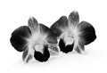 Black and white Orchid Flower on white background Royalty Free Stock Photo