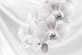 black and white  orchid flowers on gray background with copy space-3.NE Royalty Free Stock Photo