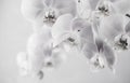 black and white  orchid flowers on gray background with copy space-3.NEF Royalty Free Stock Photo