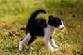 Black and White Oriental Domestic Cat, Kitten in Threat Posture