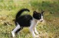 BLACK AND WHITE ORIENTAL DOMESTIC CAT, KITTING IN DEFENSIVE POSTURE