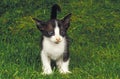 BLACK AND WHITE ORIENTAL DOMESTIC CAT, KITTING STANDING ON GRASS