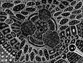 Black and white ornament with patterns and circles. Zendoodle surreal background texture. Abstract trippy sketch pattern.