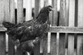 Black and white outdoor portrait of hen near garden. Royalty Free Stock Photo