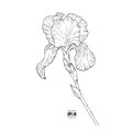 Black and white outline flower iris hand drawn Royalty Free Stock Photo