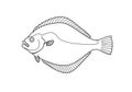 Flounder fish drawing Royalty Free Stock Photo