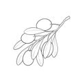 Black and white outline Olive branch with leaves and olives isolated on background. design for restaurant, cafe, menu or organic Royalty Free Stock Photo