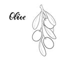 Black and white outline Olive branch with leaves and olives isolated on background. design for restaurant, cafe, menu or organic Royalty Free Stock Photo