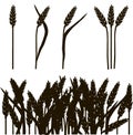 Black and white outline of wheat ears and wheat field, painting, vector Royalty Free Stock Photo