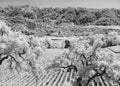 Napa Valley vineyard, black and white Royalty Free Stock Photo