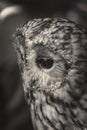 Black and white owl puszczyk Royalty Free Stock Photo