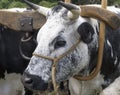 Black and White Ox with Antique Wooden Yoke