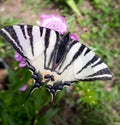 Black and white Pale Swallowtail butterfly Papilio eurymedon feeding on pink dianthus flower Royalty Free Stock Photo