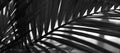 Black and white Palm leaf in tropical forest plants. Nature shadow light background