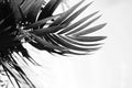 Black and white Palm leaf in tropical forest plants. Nature shadow and light horizontal background Royalty Free Stock Photo