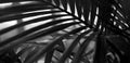 Black and white Palm leaf in tropical forest plants. Nature shadow light long horizonta background Royalty Free Stock Photo