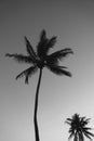 Black and white palm tree silhouette