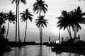 Black and white palm trees silhouettes on tropical beach. Nature.