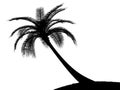 Black on white palmtree palm tree