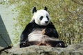 A Panda Bear eating a biscuit Royalty Free Stock Photo