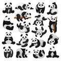 Black and White Panda Bear or Giant Panda with Patches Around its Eyes and Ears in Different Pose Big Vector Set Royalty Free Stock Photo