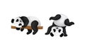 Black and White Panda Bear or Giant Panda with Patches Around its Eyes and Ears Lying on Tree Branch Vector Set Royalty Free Stock Photo