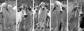 Black and white panoramic beef cattle cow banner