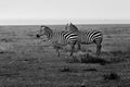 Black and white panoramic view of two Zebras standing in bush  inside Ngorongoro crater in Tanzania. Royalty Free Stock Photo