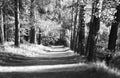 Black and white park alley landscape background Royalty Free Stock Photo