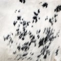 black and white part of cowhide seen in closeup Royalty Free Stock Photo