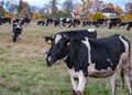Black with white patches cow, on a slightly blurred background herd of cows grazing on a field with green grass, autumn day Royalty Free Stock Photo