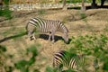 Black and white pattern and mature zebras