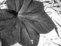 Black and white pattern of okra leaf Royalty Free Stock Photo