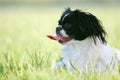 Black and white pekingese dog Royalty Free Stock Photo