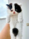 Black and white Peknose Persian kitten Royalty Free Stock Photo