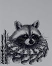 Black and white pen drawing, cute racoon in renaissance clothes.