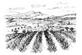 Black White Pen Sketch White Background Mountainous Landscape Provence Lavender fields.